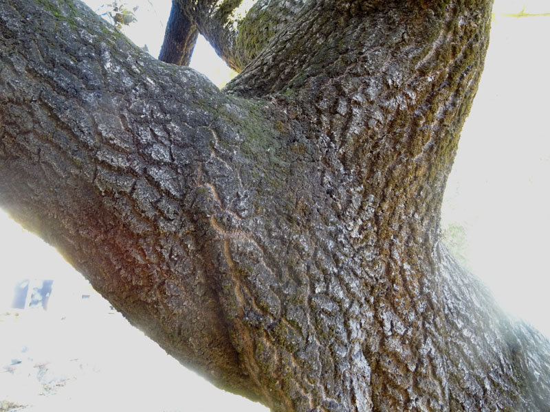 Paulownia tomentosa di Cavalese